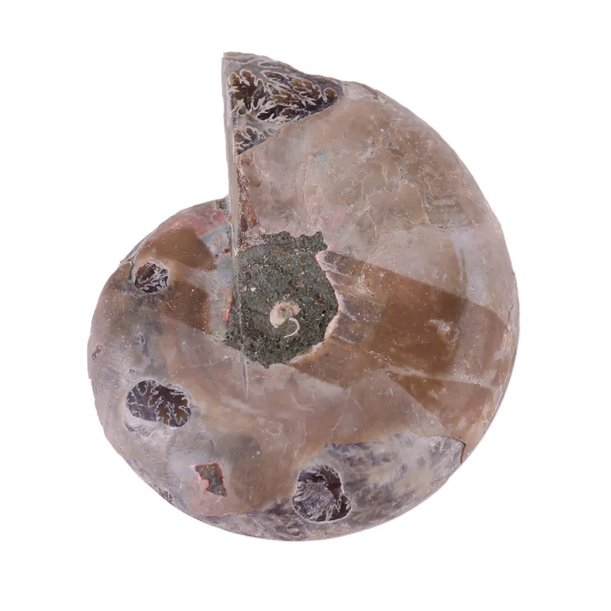2 Pezzi Ammonite Fossile Campione Ammonite Reale Fossili di Dinosauro Conchiglia Madagascar Pietre Naturali e Minerali Campioni di Insegnamento Campione Minerale (4 Cm)(Diameter 4cm)