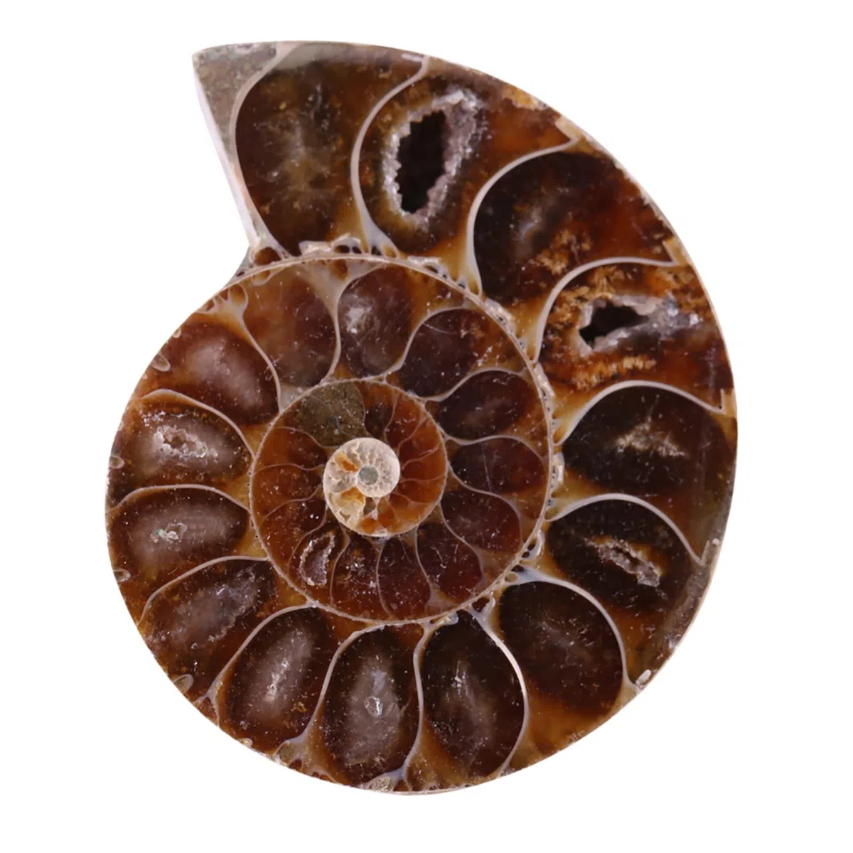2 Pezzi Ammonite Fossile Campione Ammonite Reale Fossili di Dinosauro Conchiglia Madagascar Pietre Naturali e Minerali Campioni di Insegnamento Campione Minerale (4 Cm)(Diameter 4cm)