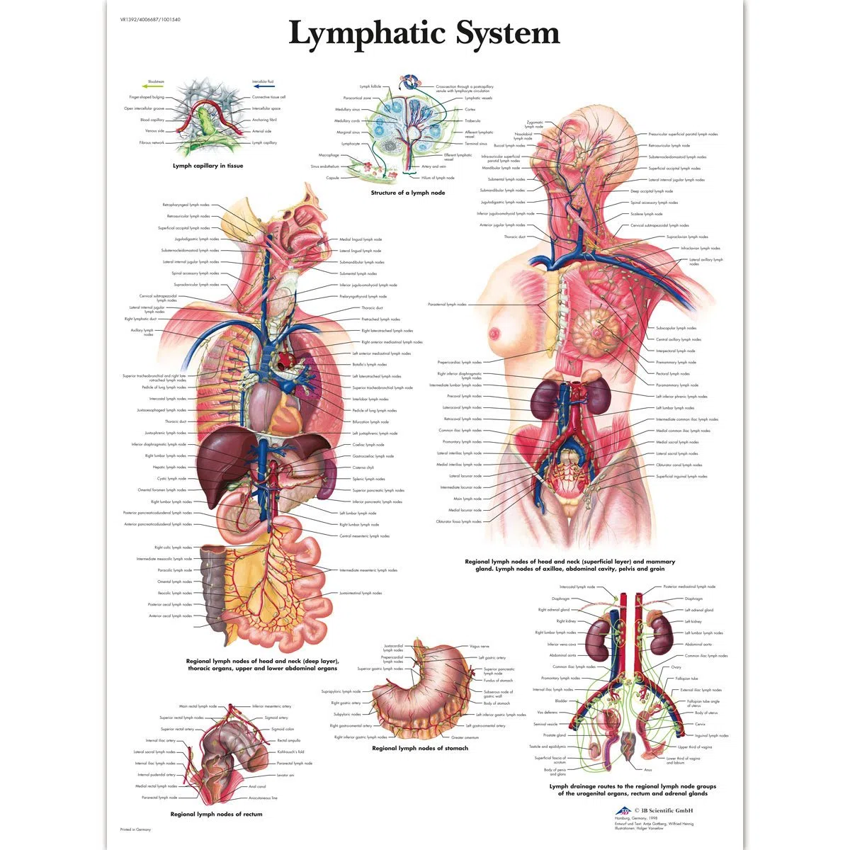 3B Scientific Lymphatic System chart, laminated, 1