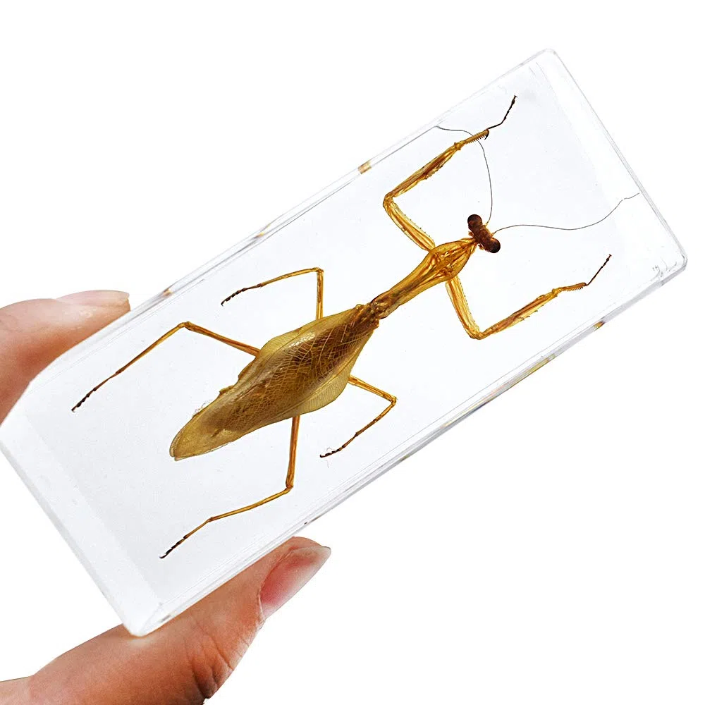 Esposizione di Insetti Campione di mantide Mantis Hierodula Patellifera Pregare Mantis Esemplare Fermacarte Scienza Clammroon Speciemn