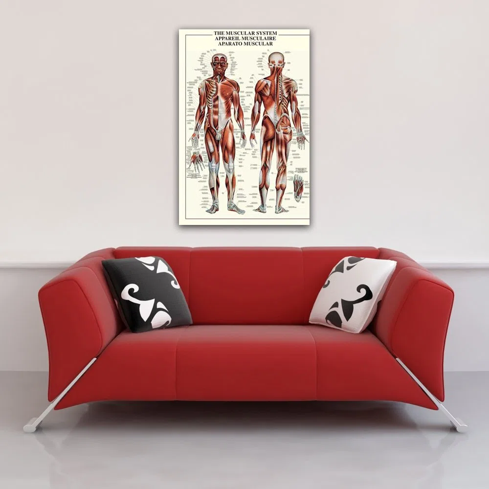 Empire Merchandising 602749 - Poster educativo sull'apparato Muscolare, 68 x 98 cm, Camera da letto