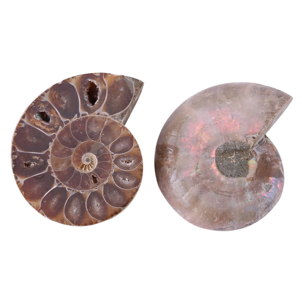 2 Pezzi Ammonite Fossile Campione Ammonite Reale Fossili di Dinosauro Conchiglia Madagascar Pietre Naturali e Minerali Campioni di Insegnamento Campione Minerale (4 Cm)(Diameter 4cm)