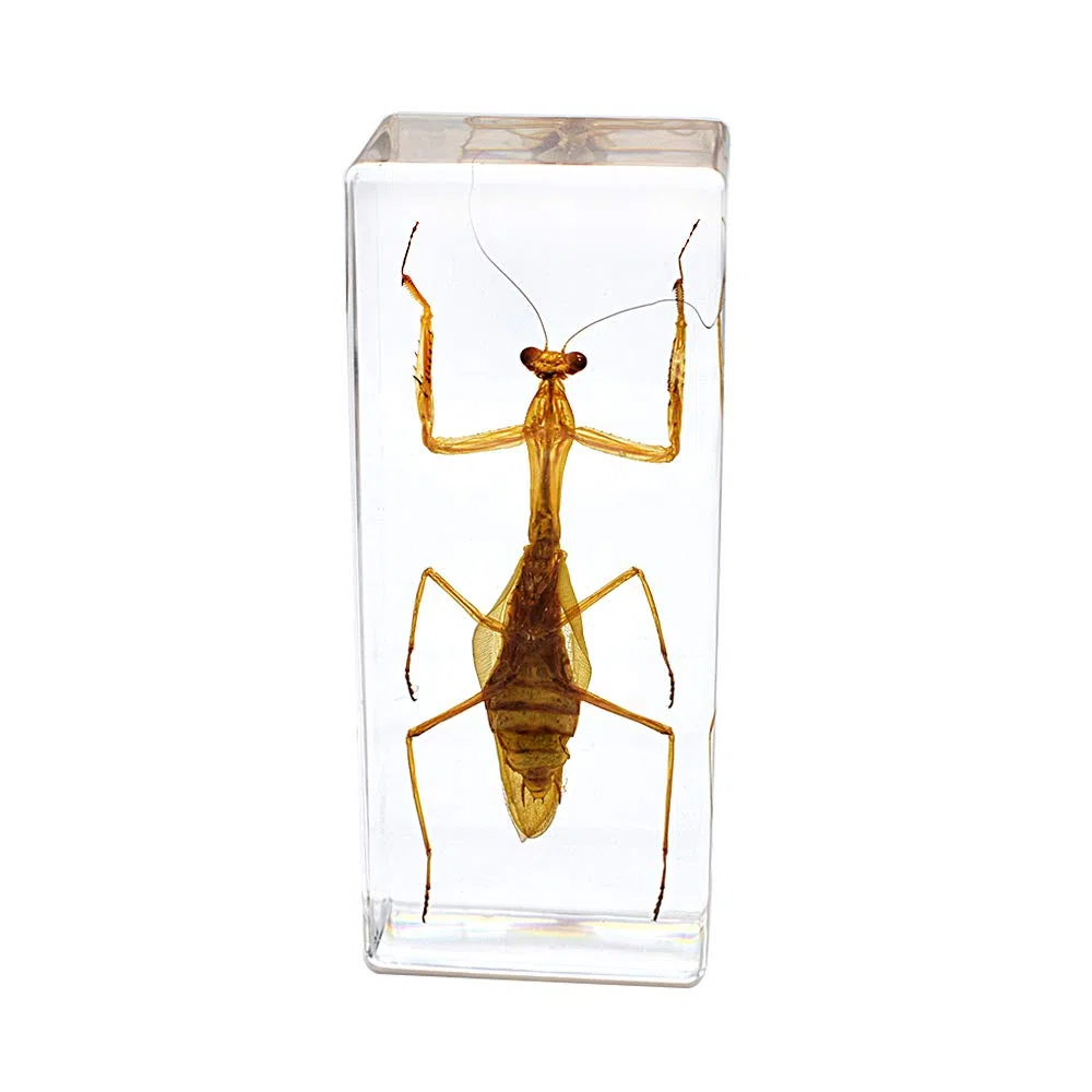 Esposizione di Insetti Campione di mantide Mantis Hierodula Patellifera Pregare Mantis Esemplare Fermacarte Scienza Clammroon Speciemn