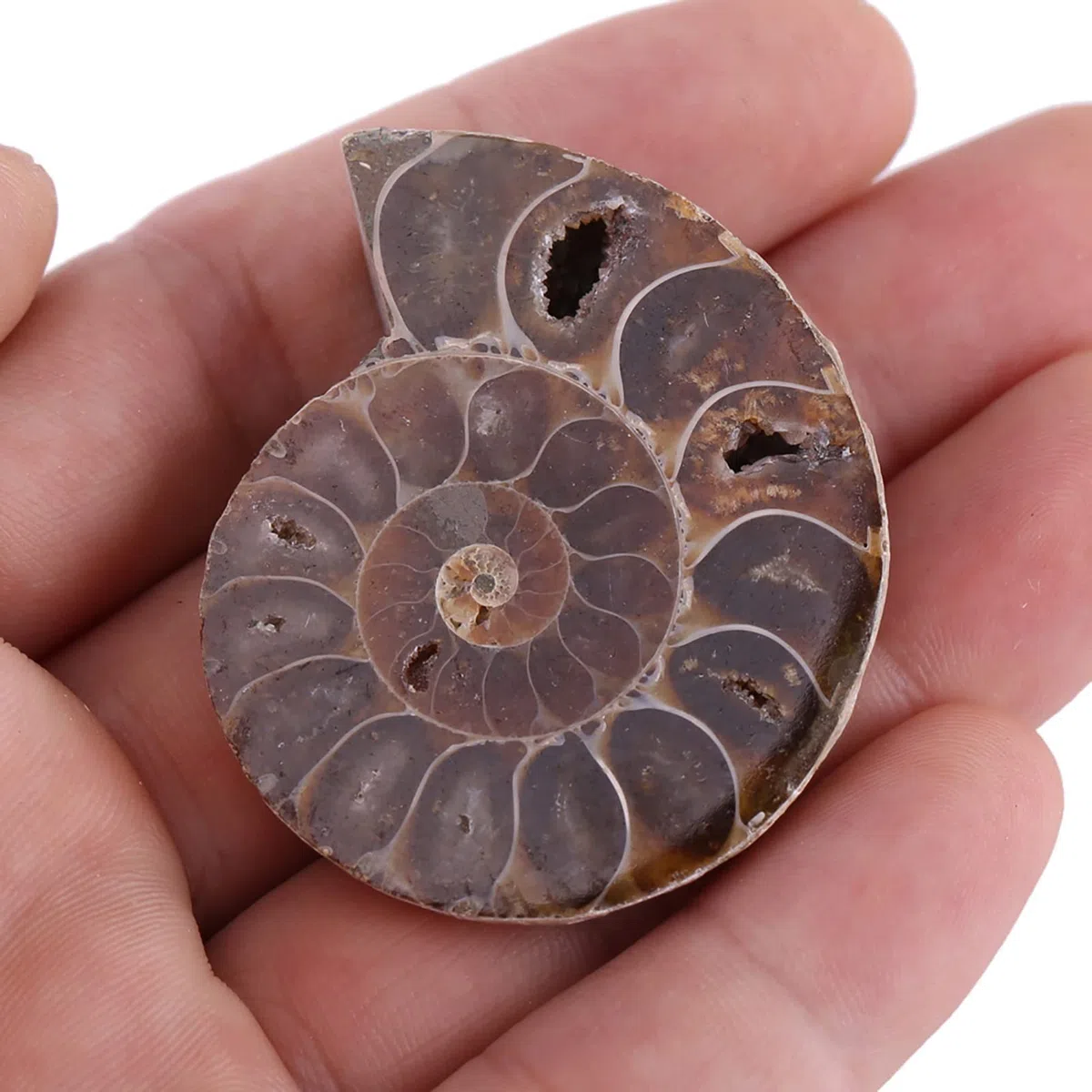 2 Pezzi Ammonite Fossile Campione Ammonite Reale Fossili di Dinosauro Conchiglia Madagascar Pietre Naturali e Minerali Campioni di Insegnamento Campione Minerale (4 Cm)(Diameter 4cm)
