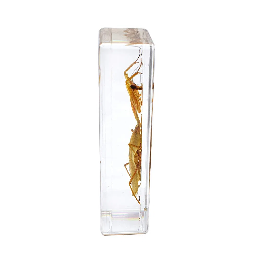 Esposizione di Insetti Campione di mantide Mantis Hierodula Patellifera Pregare Mantis Esemplare Fermacarte Scienza Clammroon Speciemn