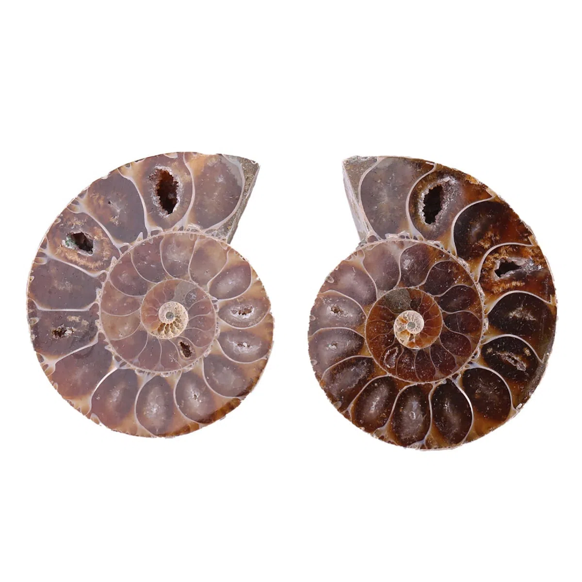 2 Pezzi Ammonite Fossile Campione Ammonite Reale Fossili di Dinosauro Conchiglia Madagascar Pietre Naturali e Minerali Campioni di Insegnamento Campione Minerale (4 Cm)(Diameter 4cm)