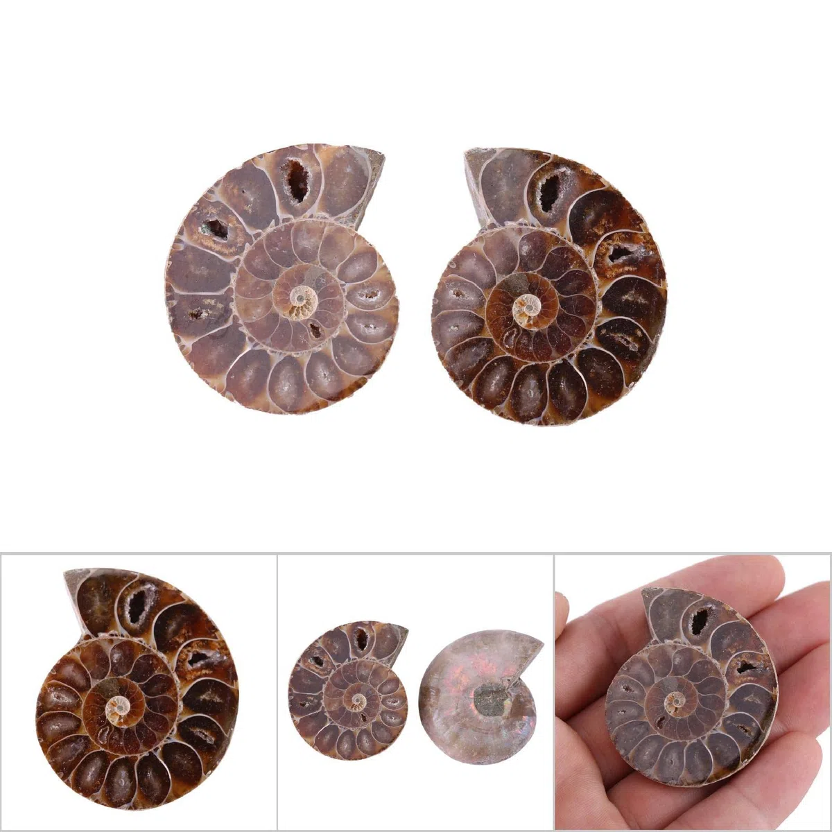 2 Pezzi Ammonite Fossile Campione Ammonite Reale Fossili di Dinosauro Conchiglia Madagascar Pietre Naturali e Minerali Campioni di Insegnamento Campione Minerale (4 Cm)(Diameter 4cm)